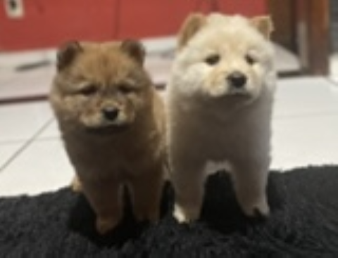 Filhotes macho chow-chow