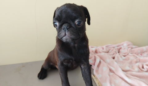 Vendo filhote de Pug femia preta ou marrom e um macho preto